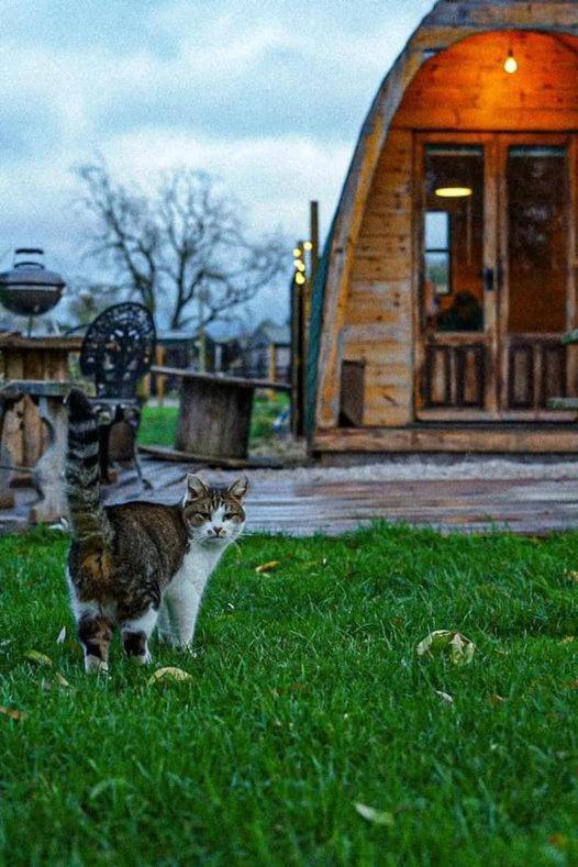 יורק Skipbridge Farm Glamping מראה חיצוני תמונה