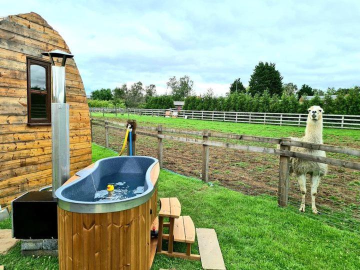יורק Skipbridge Farm Glamping מראה חיצוני תמונה